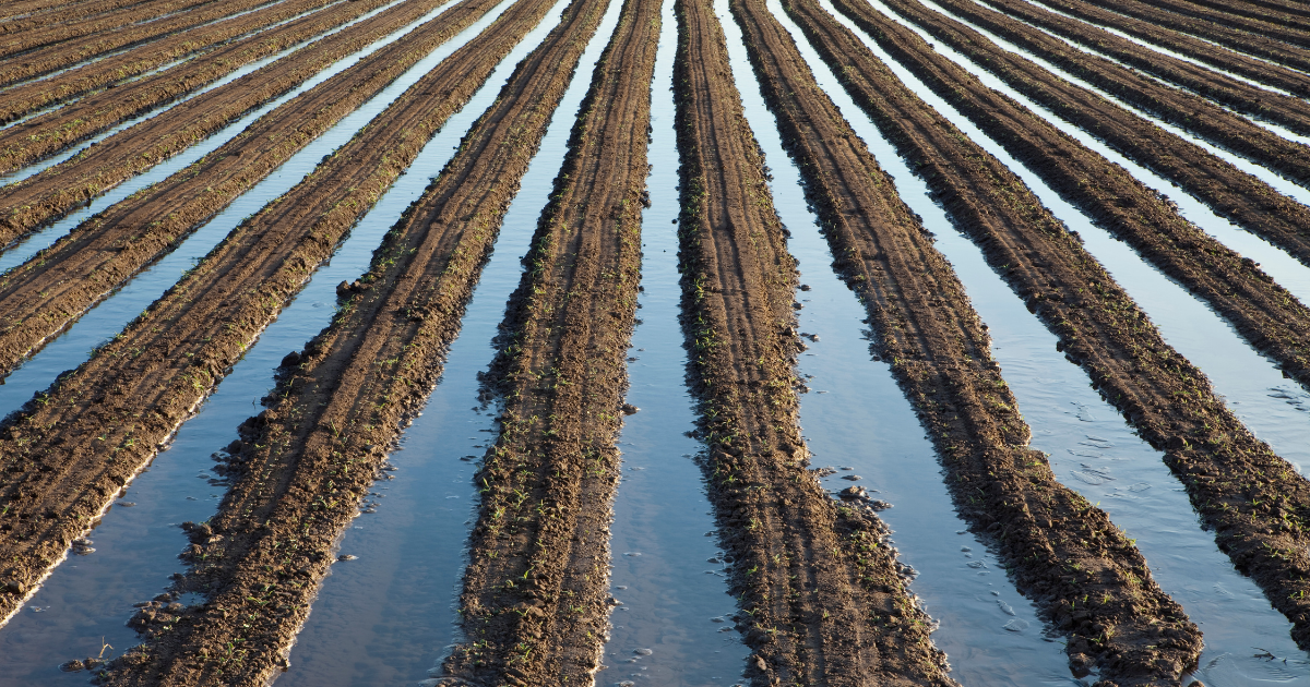 Union City neighborhood lawn in late summer with sprinklers running at sunrise