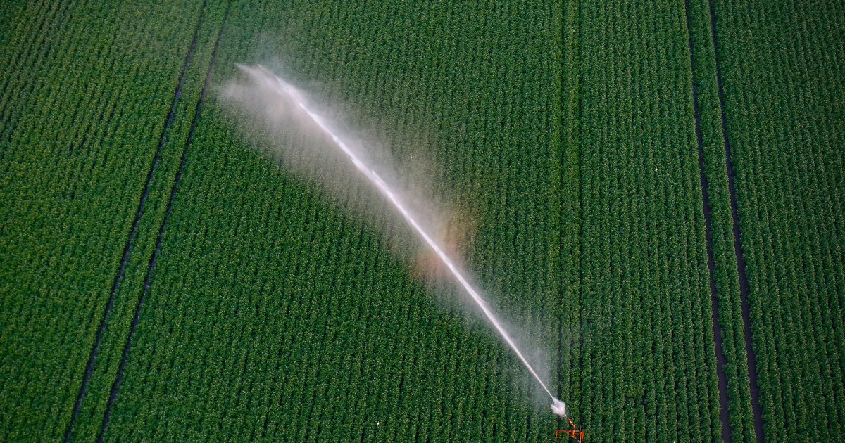 Hampton GA lawn transitioning from summer to fall with sprinklers in the background